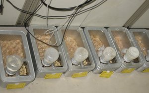 Японские крысы